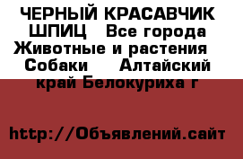 ЧЕРНЫЙ КРАСАВЧИК ШПИЦ - Все города Животные и растения » Собаки   . Алтайский край,Белокуриха г.